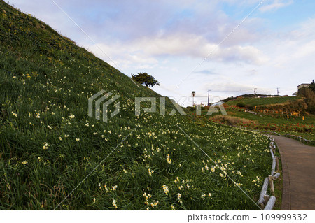 伊豆半島靜岡縣下田市妻木崎的冬天(蘆薈、水仙) 伊豆半島靜岡縣下田市妻木崎的冬天(蘆薈、水仙) 109999332