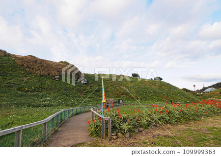 Winter in Tsumekizaki, Shimoda City, Shizuoka Prefecture, Izu Peninsula (aloe and narcissus) 109999363