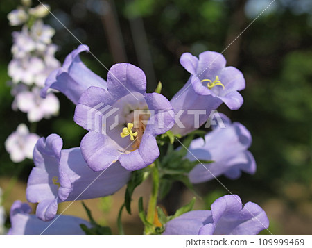 風鈴花 109999469
