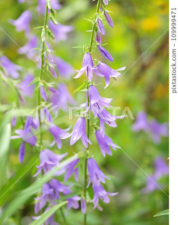 Campanula flowers 109999471