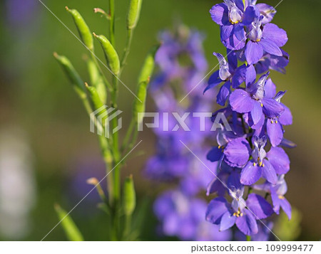 珩鳥花與複製空間 109999477