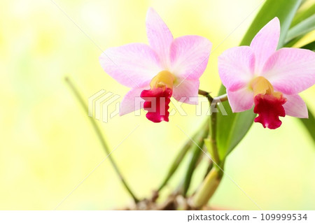 Cattleya pink flower bright yellow background 109999534