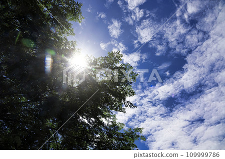 Summer blue sky, morning sun and green leaves of melium 109999786