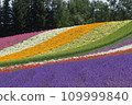 Summer lavender field 7 colors 109999840