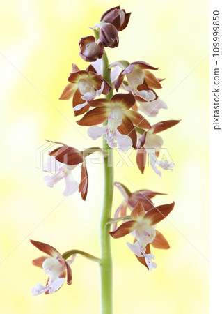 Ebine, Ebine orchid, plain flower, close-up, bright yellow background 109999850