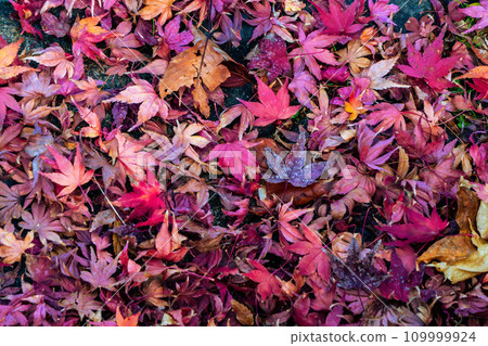 Autumn carpet: scattered autumn leaves 109999924