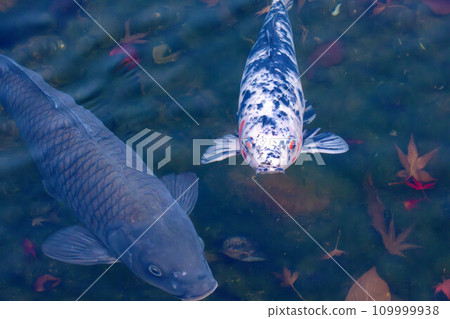 White carp and black carp and autumn leaves in the water White carp and black carp and autumn leaves in the water 109999938