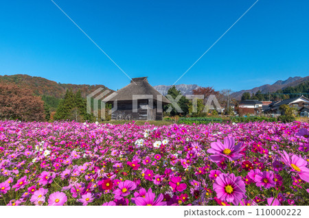 波斯菊田和大山 110000222