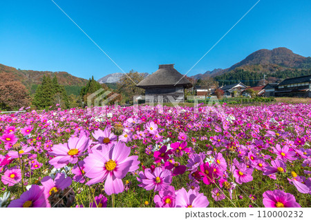 波斯菊田和大山 波斯菊田和大山 110000232