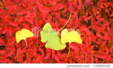 Bright red autumn leaves and ginkgo leaves 110000396