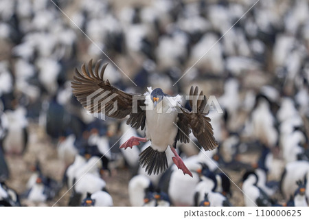 Imperial Shag landing Imperial Shag landing 110000625