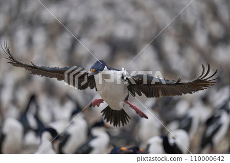 Imperial Shag landing 110000642