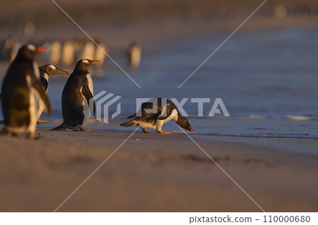 Gentoo Penguin going to sea 110000680