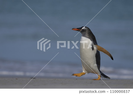 Gentoo Penguin coming ashore 110000837