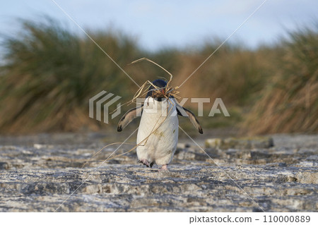Rockhopper Penguin carrying nesting material 110000889
