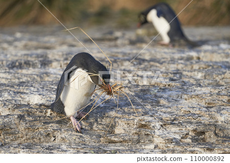 Rockhopper Penguin carrying nesting material Rockhopper Penguin carrying nesting material 110000892