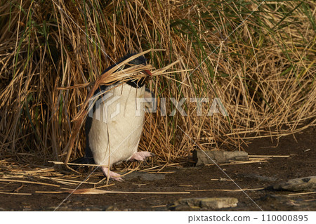 Rockhopper Penguin carrying nesting material 110000895