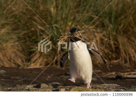 Rockhopper Penguin carrying nesting material 110000896