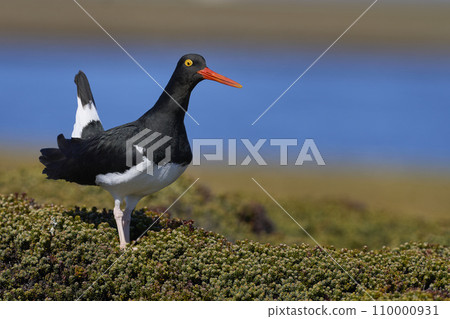 Magellanic Oystercatcher 110000931