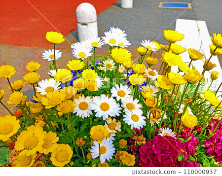 菊花和瑪格麗特花壇 110000937