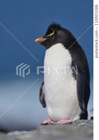 Rockhopper Penguin 110001006