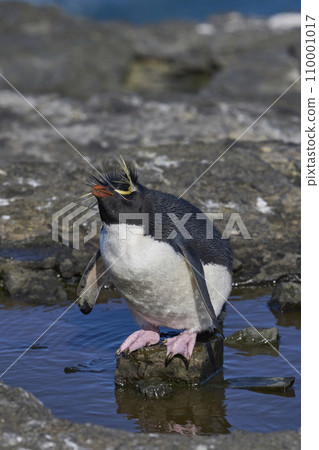 Rockhopper Penguin 110001017