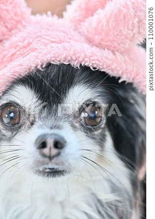 戴著帶耳朵帽子的可愛微笑吉娃娃的特寫 110001076