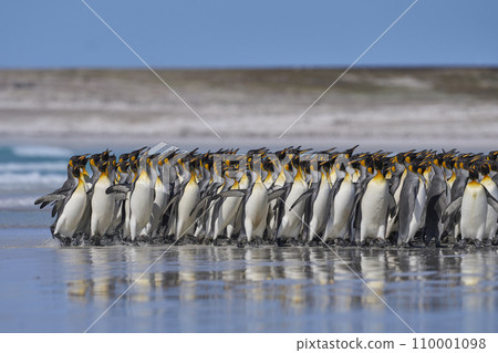King Penguins on the Falkland Islands 110001098