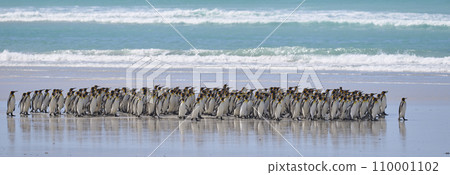 King Penguins on the Falkland Islands King Penguins on the Falkland Islands 110001102