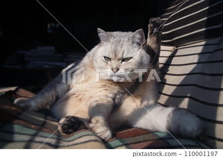 早春，一隻貓在門廊上梳理自己的毛髮 110001197