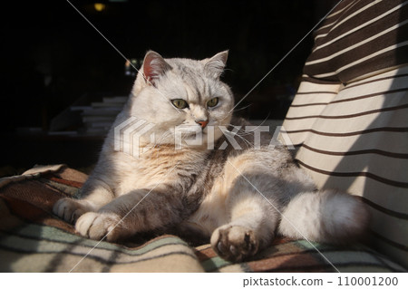 早春，一隻貓從門廊觀察外面 110001200