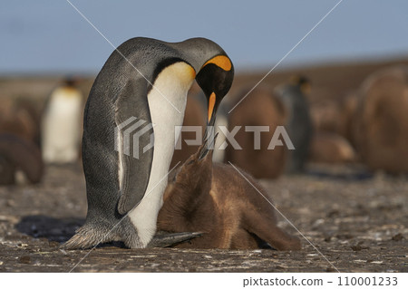 King Penguin and chick King Penguin and chick 110001233