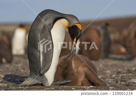 King Penguin and chick King Penguin and chick 110001234