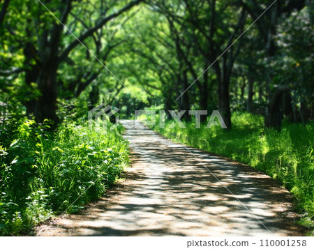綠色環繞的道路 綠色環繞的道路 110001258