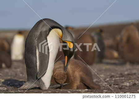 King Penguin preening its chick 110001275