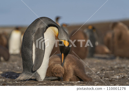 King Penguin preening its chick 110001276