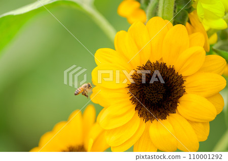 蜜蜂採集向日葵花蜜 110001292