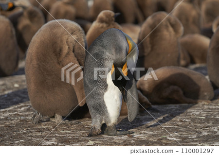King Penguin colony King Penguin colony 110001297