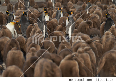 King Penguin colony King Penguin colony 110001298