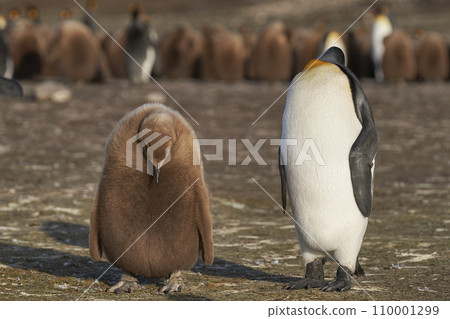 King Penguin colony King Penguin colony 110001299