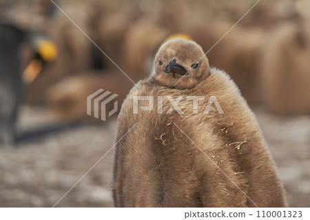 Young King Penguin Young King Penguin 110001323