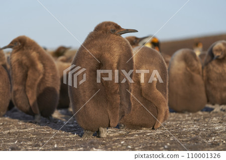 Young King Penguin Young King Penguin 110001326