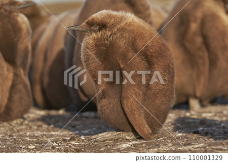 Young King Penguin 110001329