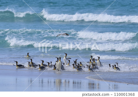 King Penguins coming ashore King Penguins coming ashore 110001368