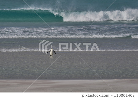 King Penguin coming ashore King Penguin coming ashore 110001402