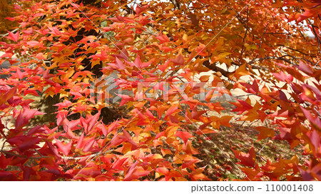colorful autumn leaves 110001408