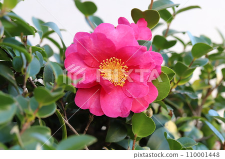 冬季花園裡盛開的紅色山茶花 110001448