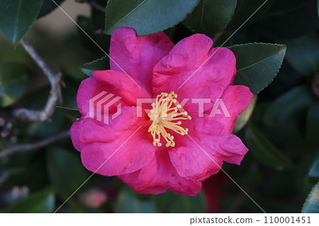 冬季花園裡盛開的紅色山茶花 冬季花園裡盛開的紅色山茶花 110001451