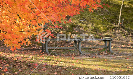 Tunnel of large trees with autumn leaves 110001652