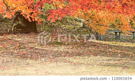 秋季葉子落葉 秋季葉子落葉 110001654